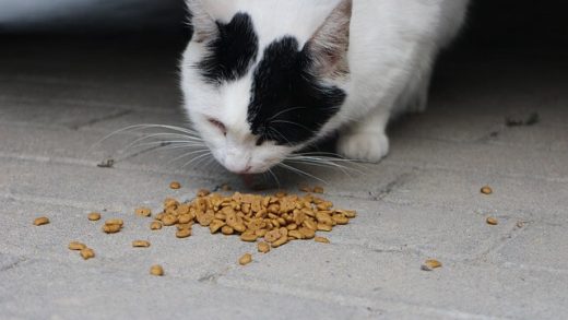 gatto-bianco-nero-che-mangia-crocchette-da-terra (1)